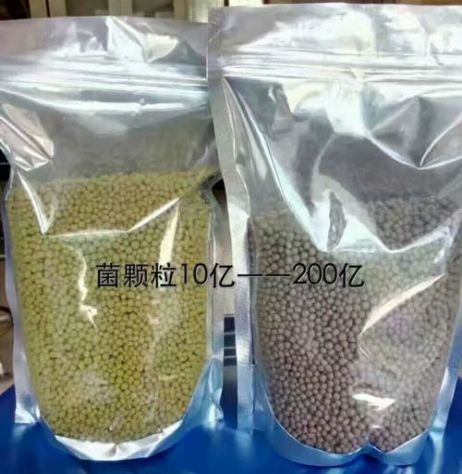 點(diǎn)擊查看詳細(xì)信息<br>標(biāo)題：枯草芽孢桿菌菌劑顆粒 閱讀次數(shù)：3974